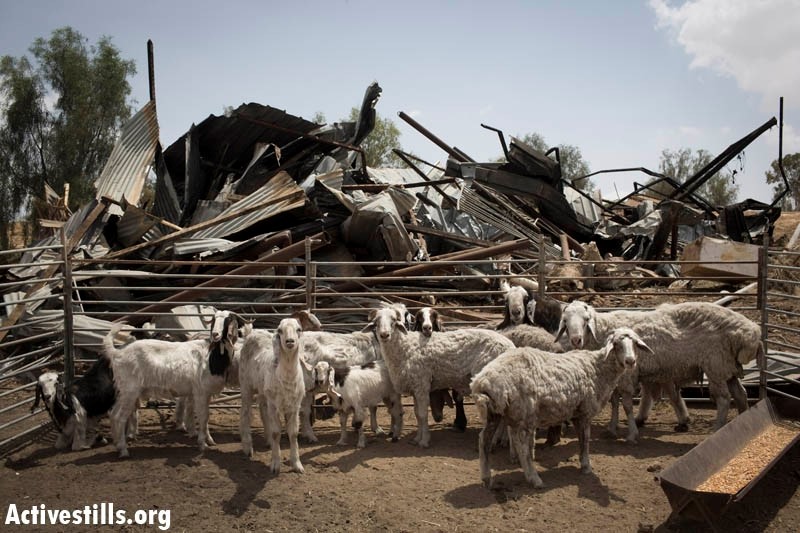 Goats belonging to residents of the unrecognized Bedouin village of Atir, in a make shift pen, while in the background the remains of a demolished home is seen,  May 21, 2013. On May 16, hundreds of Israeli policemen completely surrounded the village and demolished 15 structures. Residents of the village have built temporary tents to replace their demolished homes (Photo: Activestills.org)