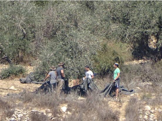 Jewish settlers in the act of stealing olives from a Palestinian owned grove on October 15, 2017