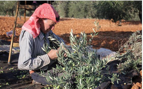 The olive harvest in the Occupied Palestinian Territories