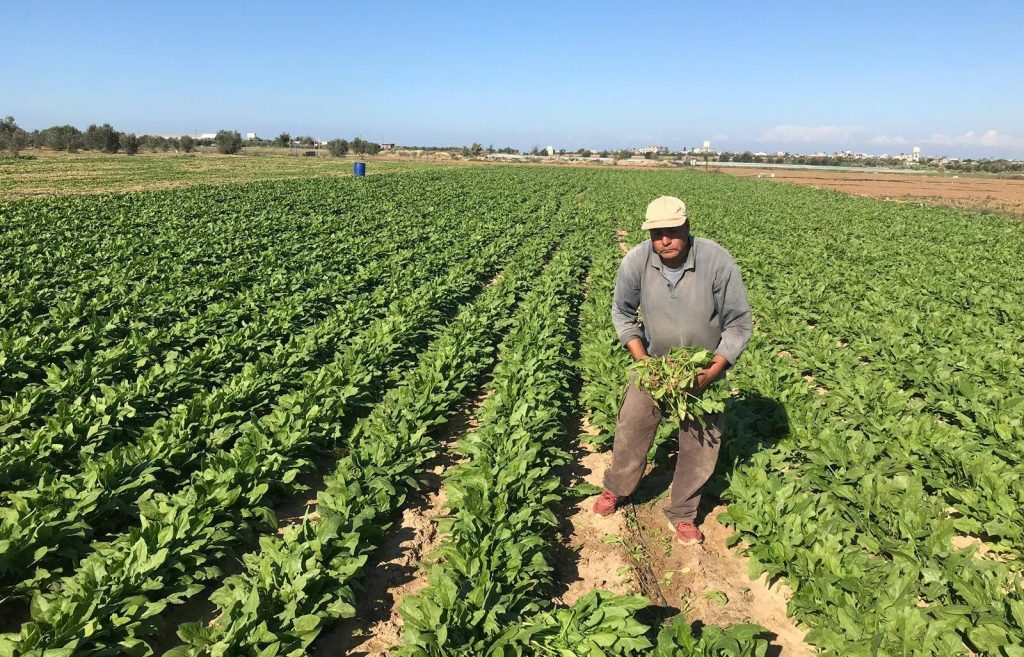  Twice a year, Israel sends planes to spray chemical herbicides along and adjacent to the border, which at times are carried by the wind deep into the Gaza Strip, destroying crops that are the sole source of income for hard-working farmers.