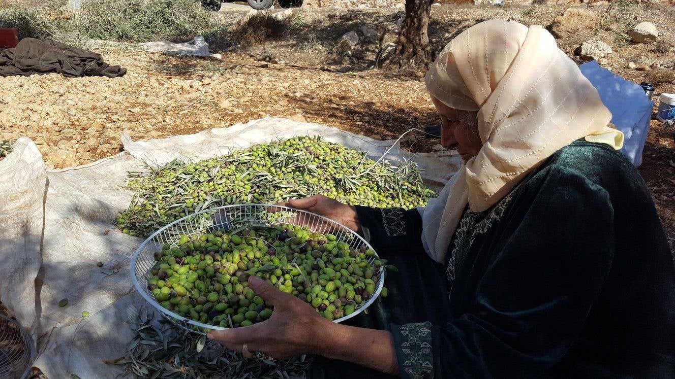 Olive harvest in the West Bank