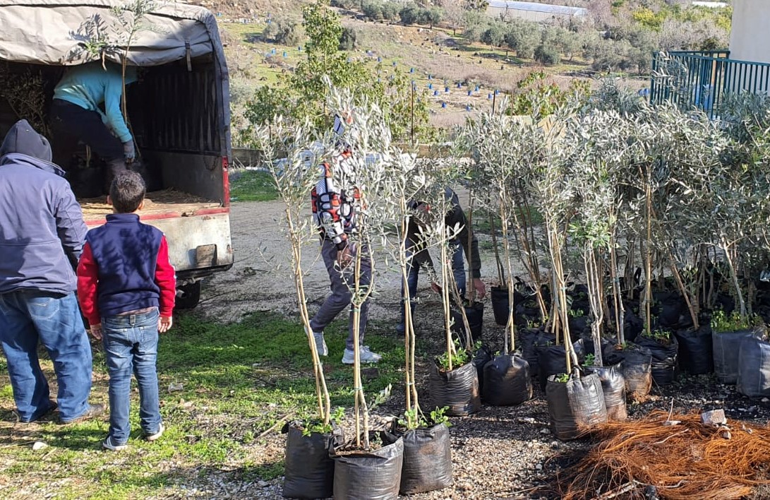 The olive tree saplings that were to be planted at Yasuf in the occupied West Bank on Friday, February 14, 2020
