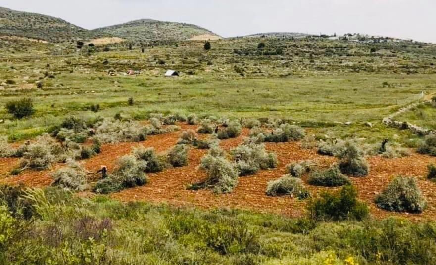 Dozens of olive trees belonging to a Palestinian farmer. Abdul-Radhman Mohammad Youself, were destroyed by axe-wielding Jewish settlers on Monday, April 27, in this West Bank agricultural field, just outside the town of As-Sawiya, south of the city of Nablus.