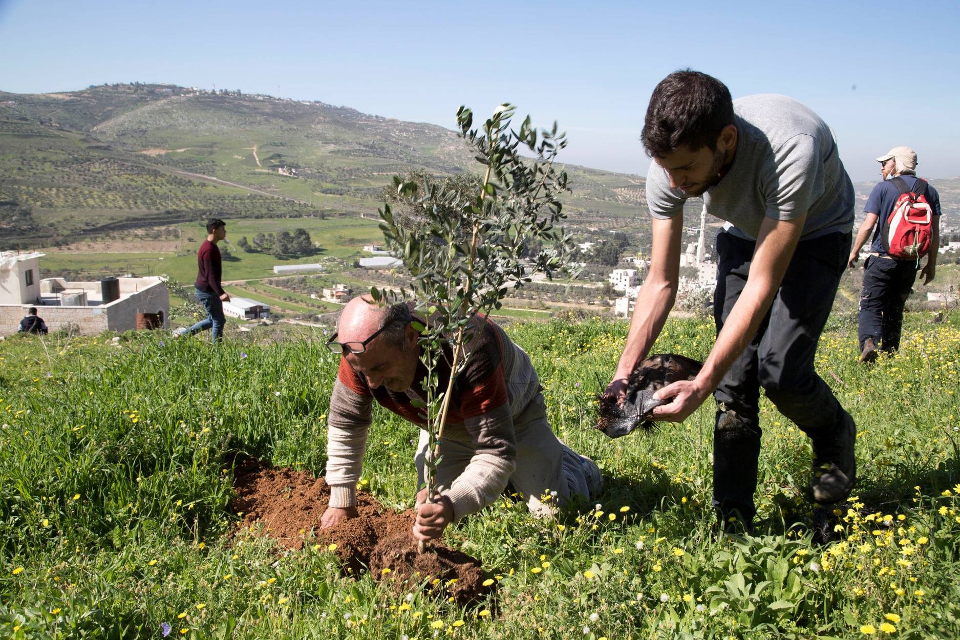 Volunteers organized by Rabbis for Human Rights work alongside Palestinian olive farmers.