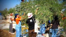 Israeli volunteers during the olive harvest in the occupied West Bank (Photo: Rabbis for Human Rights)