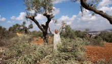 Settlers cut down over 120 olive trees on private Palestinian land in Nablus on last year, a Palestinian Authority official said