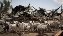 Goats belonging to residents of the unrecognized Bedouin village of Atir, in a make shift pen, while in the background the remains of a demolished home is seen, May 21, 2013. On May 16, hundreds of Israeli policemen completely surrounded the village and demolished 15 structures. Residents of the village have built temporary tents to replace their demolished homes (Photo: Activestills.org)