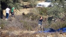 Israeli settlers documented illegally harvesting olives on land belonging to Palestinians
