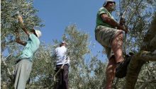Joint Palestinian-Israeli solidarity olive harvest near Al-Walaja in the occupied territories